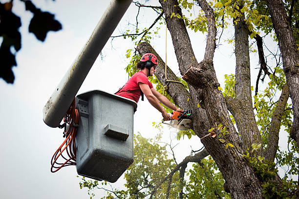 Best Commercial Tree Services  in Lordstown, OH
